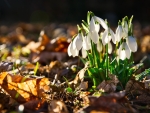 Snowdrops