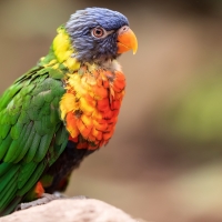 Rainbow Lorikeet