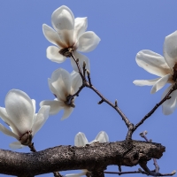 Magnolia