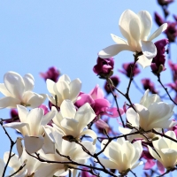 Magnolia