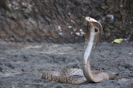 Indian Cobra - snake, indian, reptile, cobra