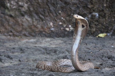 Indian Cobra - cobra, indian, reptile, snake