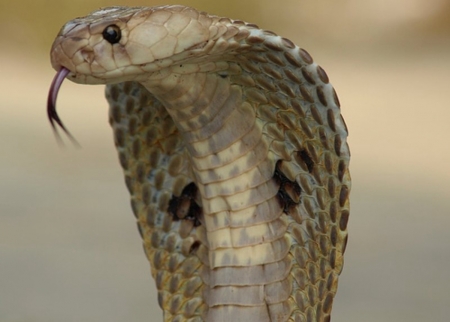 Indian Cobra - cobra, indian, reptile, snake