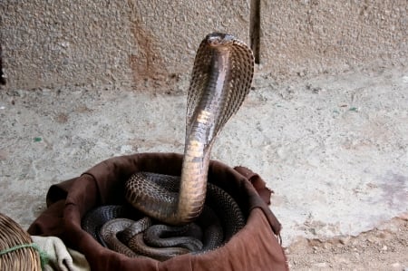 Indian Cobra - cobra, indian, reptile, snake