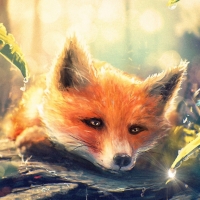 Fox in the spring morning dew