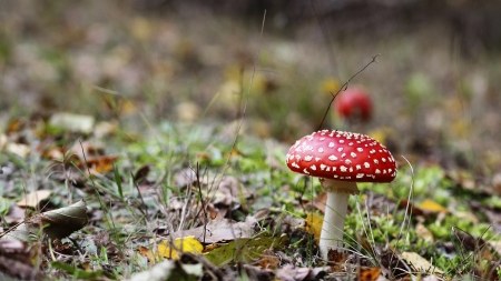 Amanita Mushroom - pretty, amanita, nature, mushroom