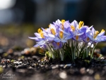 Crocuses