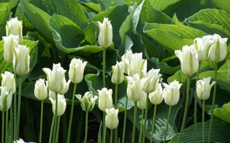 Tulips - flowers, tulips, white, leaves