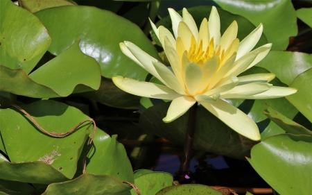 Waterlily - flower, nature, waterlily, leaves