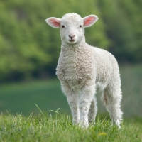 Lamb