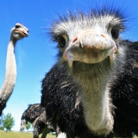 Ostrich