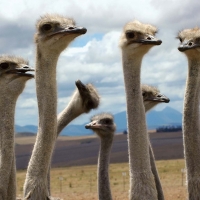 Ostrich