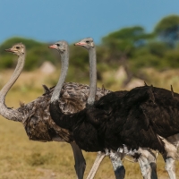 Ostrich