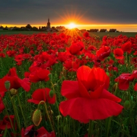 Poppy field at sunset