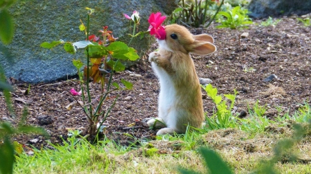 The smell of easter - cute, rabbit, spring, flower