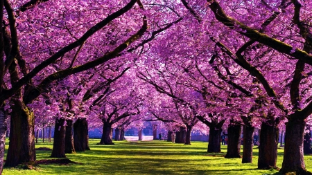 Alley of Cherry trees - sunshine, blossoms, spring, pink