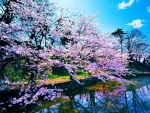 Cherry Blossoms