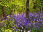 Spring Flowers