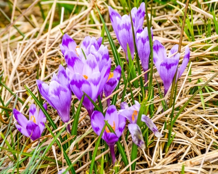 Branduse - aer, cer, ger, ser