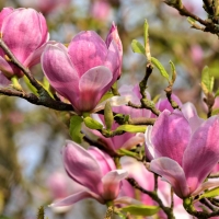 Magnolia