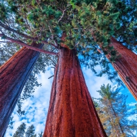 P.O.V. of the Giant Sequoia Trees