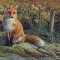 Red Fox is watching