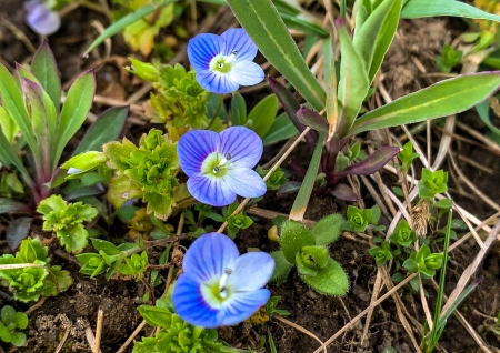 Flori de camp - aer, cer, ger, ser