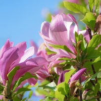 Magnolia