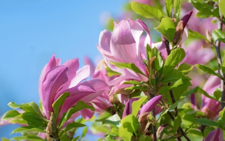 Magnolia - pink, blooms, magnolia, spring