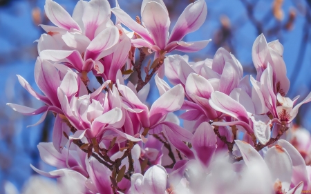 Magnolia - pink, blooms, magnolia, spring