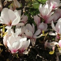 Magnolia