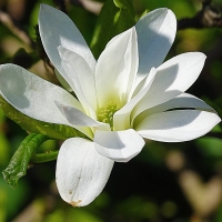 Magnolia