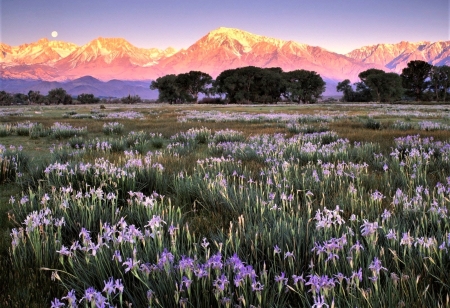 wildflowers - moon, flowers, field, mountains