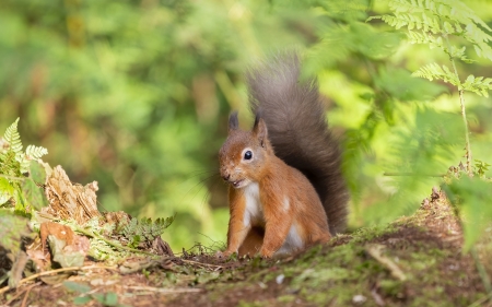 Squirrel - animal, rodent, squirrel, tree