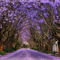 Arch of blooming trees