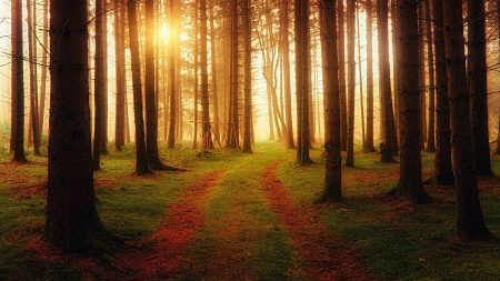 First Light - sunrays, sunlight, trees, forest