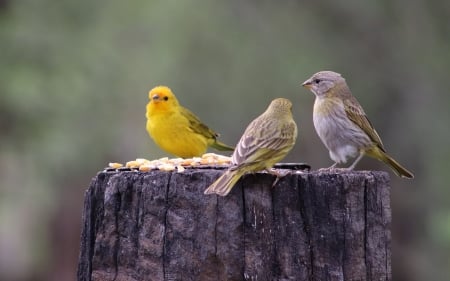 Canary and Sparrows - birds, wooden, stump, sparrows, canary