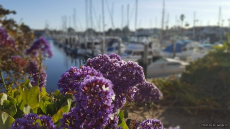 Pacific Corinthians Yacht Club Marina - Water, Marina, Flowers, Boats, Corinthians, Sky, Yacht, Pacific