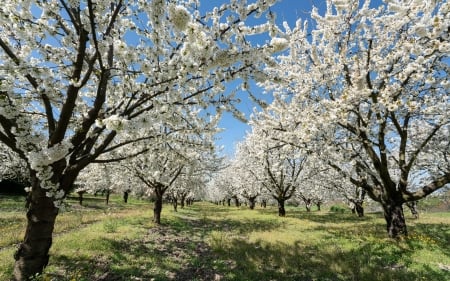 Cherry Orchard in France