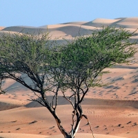 Desert in Oman