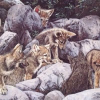 A Pack young Wolves