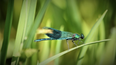 Dragonfly - macro, insect, animal, dragonfly