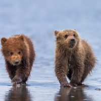 Grizzly Bear Cubs