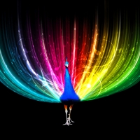 Rainbow Peacock