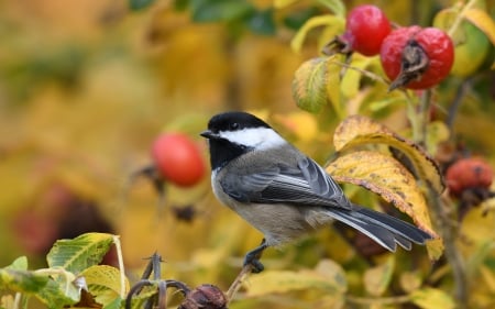 Titmouse - bird, titmouse, feathers, animal