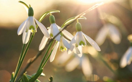 Snowdrops - flowers, Latvia, white, macro, snowdrops, spring