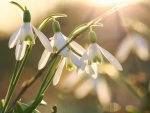 Snowdrops