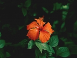 Hibiscus