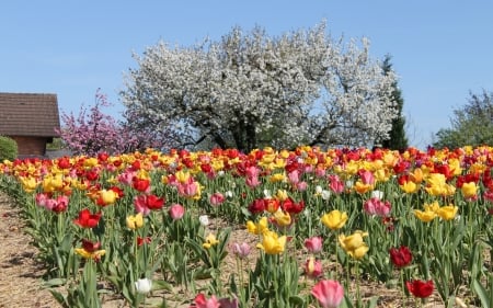 Spring - blossoms, tulips, spring, nature