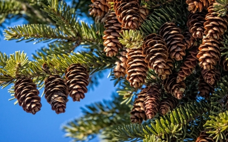 Fir Cones - pine cones, nature, Canada, tree